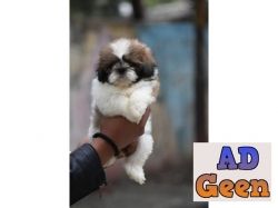 used Shih tzu sale Delhi price for call 9911461912 all dogs breed available for sale 